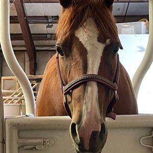 Meet your Posher, Maya